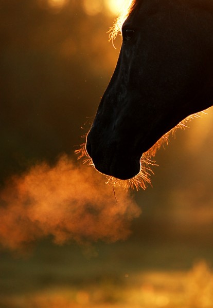 the breath of a horse in silhouette